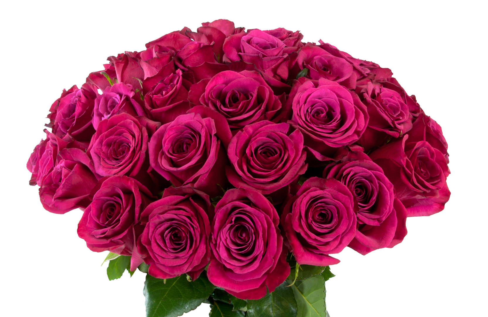 Фотки красивых роз. Розы Эквадор 51шт фуксия.